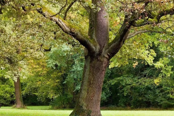 栎树的简介,属于壳斗科、栎属植物的统称