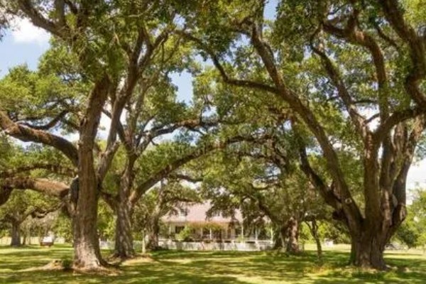 栎树的简介,属于壳斗科、栎属植物的统称