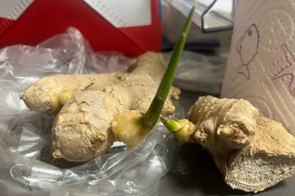 大姜发芽了还能吃吗，大姜发芽后并无毒素