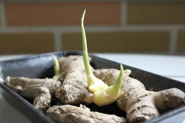 大姜发芽了还能吃吗，大姜发芽后并无毒素