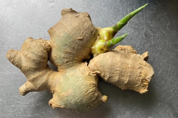 大姜发芽了还能吃吗，大姜发芽后并无毒素