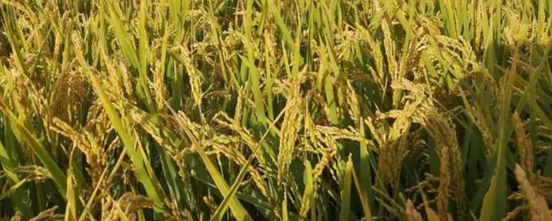 绥稻6号种子简介，是我国新型培育的水稻品种