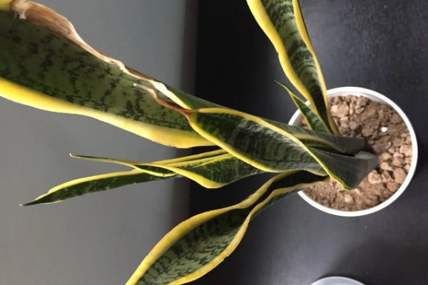 为什么虎皮兰叶子会打卷，可能是忘记浇水了