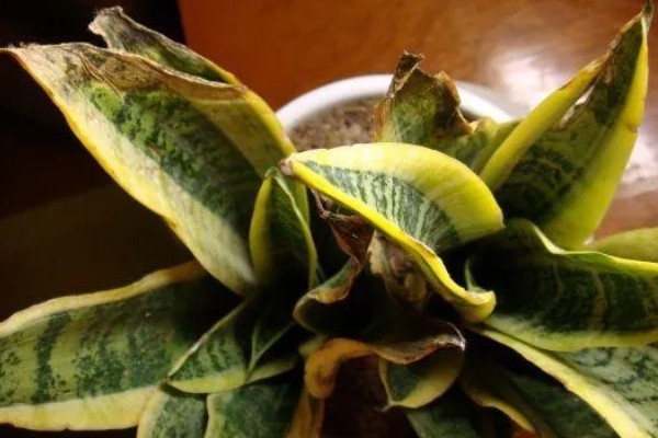 为什么虎皮兰叶子会打卷，可能是忘记浇水了