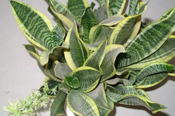 为什么虎皮兰叶子会打卷，可能是忘记浇水了