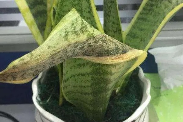 为什么虎皮兰叶子会打卷，可能是忘记浇水了