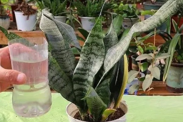 为什么虎皮兰叶子会打卷，可能是忘记浇水了