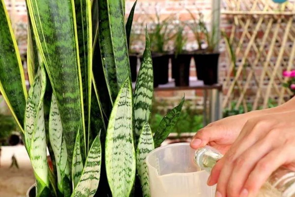 为什么虎皮兰叶子会打卷，可能是忘记浇水了