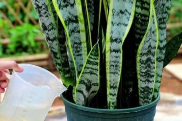 为什么虎皮兰叶子会打卷，可能是忘记浇水了