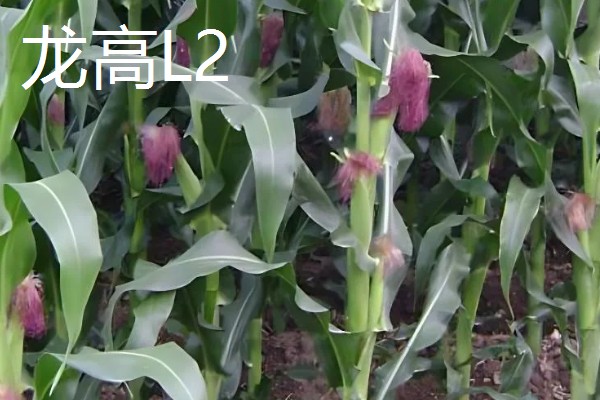哪些玉米可以抗旱，常见龙高L2、烟单17号等品种