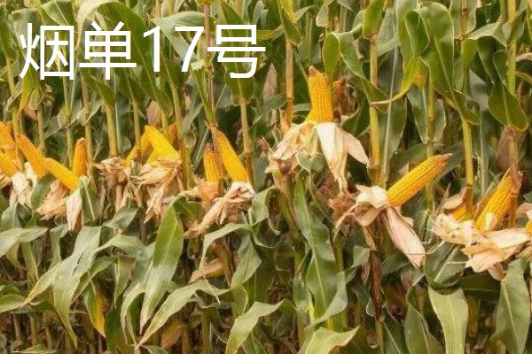 哪些玉米可以抗旱，常见龙高L2、烟单17号等品种