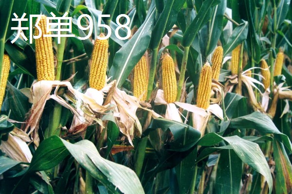 哪些玉米可以抗旱，常见龙高L2、烟单17号等品种