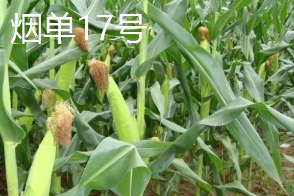 哪些玉米可以抗旱，常见龙高L2、烟单17号等品种
