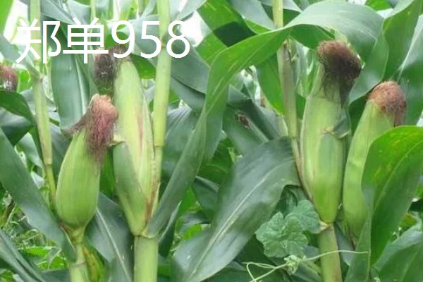 哪些玉米可以抗旱，常见龙高L2、烟单17号等品种