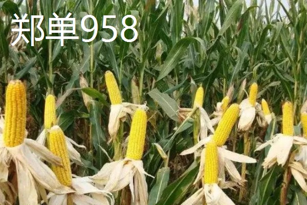 哪些玉米可以抗旱，常见龙高L2、烟单17号等品种