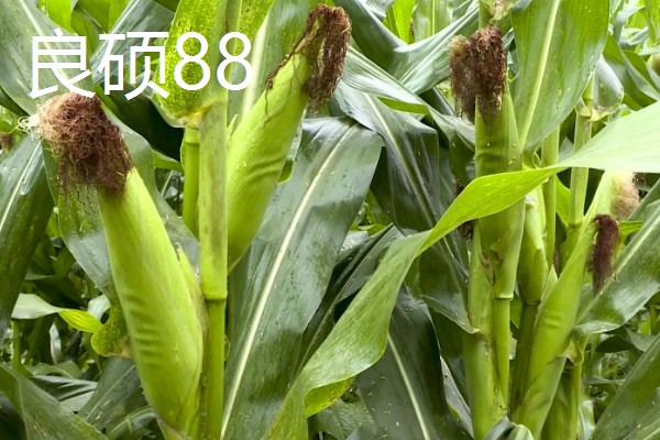 哪些玉米可以抗旱，常见龙高L2、烟单17号等品种