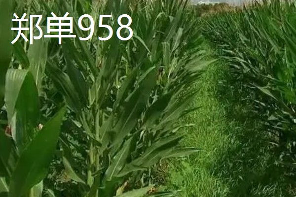 哪些玉米可以抗旱，常见龙高L2、烟单17号等品种