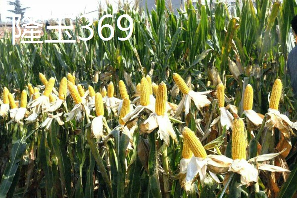 哪些玉米可以抗旱，常见龙高L2、烟单17号等品种