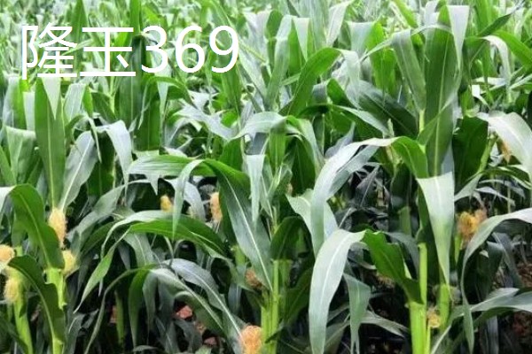 哪些玉米可以抗旱，常见龙高L2、烟单17号等品种