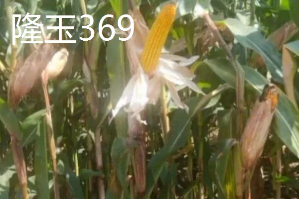 哪些玉米可以抗旱，常见龙高L2、烟单17号等品种