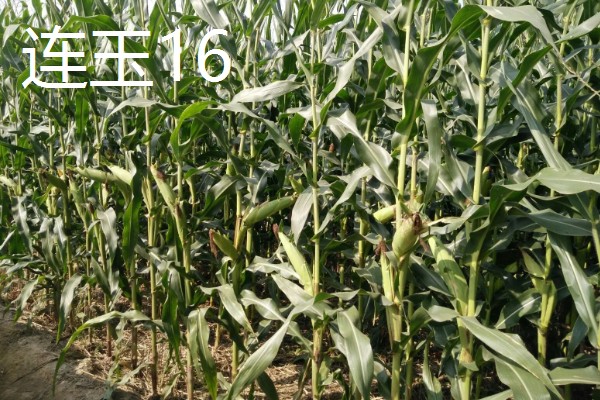 哪些玉米可以抗旱，常见龙高L2、烟单17号等品种