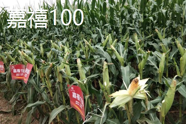 哪些玉米可以抗旱，常见龙高L2、烟单17号等品种