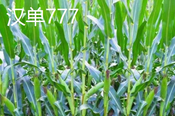 哪些玉米可以抗旱，常见龙高L2、烟单17号等品种