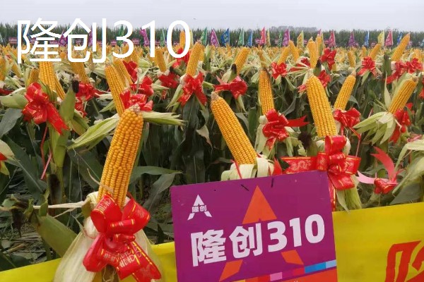 哪些玉米可以抗旱，常见龙高L2、烟单17号等品种