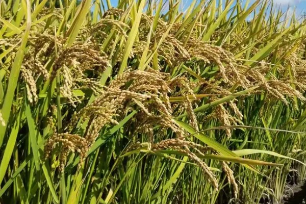 绥稻6号种子简介，是我国新型培育的水稻品种