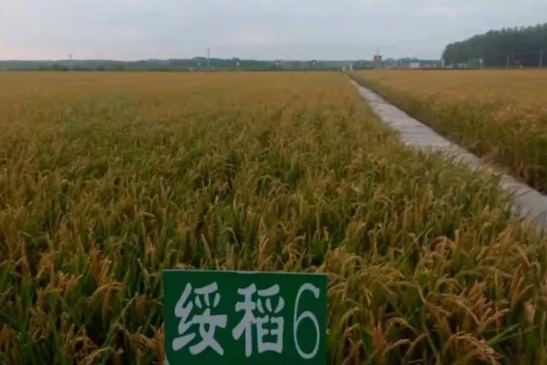 绥稻6号种子简介，是我国新型培育的水稻品种