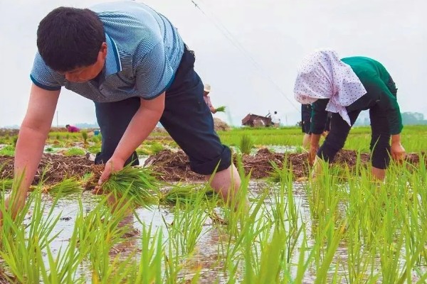 绥稻6号种子简介，是我国新型培育的水稻品种