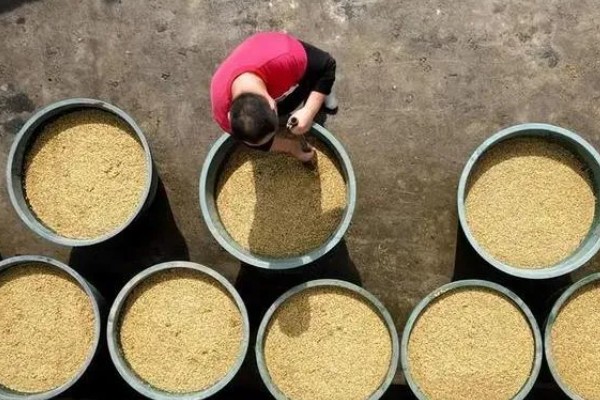 绥稻6号种子简介，是我国新型培育的水稻品种