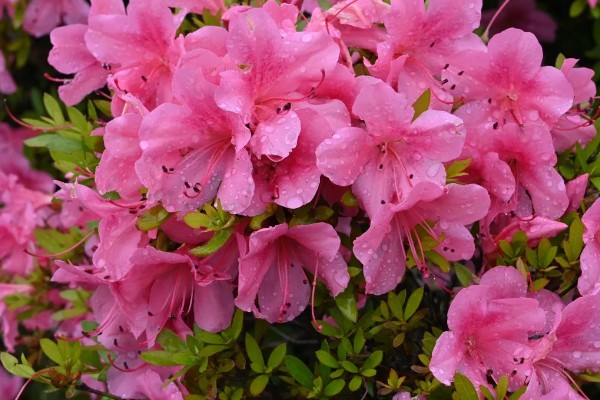 杜鹃花的开放时间，主要集中在3-5月份