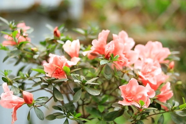 杜鹃花的开放时间，主要集中在3-5月份
