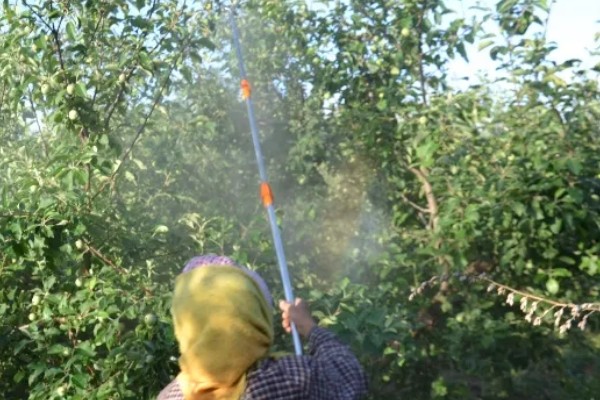 果树卷叶虫怎么防治，幼虫发生期可使用辛硫磷或敌百虫原药