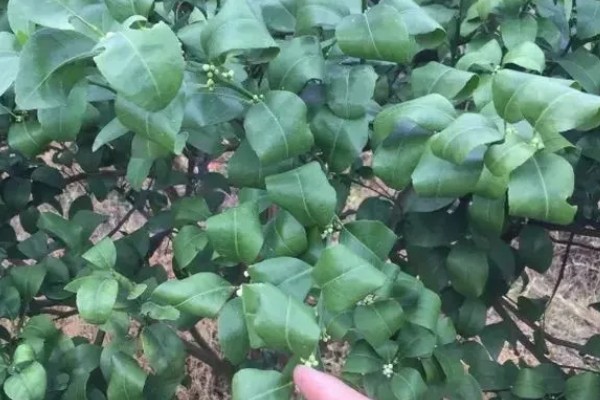 果树卷叶虫怎么防治，幼虫发生期可使用辛硫磷或敌百虫原药