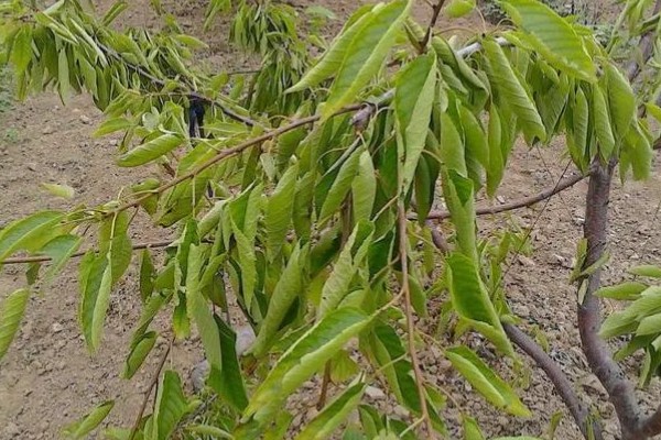 果树卷叶虫怎么防治，幼虫发生期可使用辛硫磷或敌百虫原药