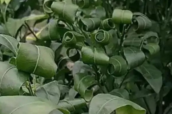 果树卷叶虫怎么防治，幼虫发生期可使用辛硫磷或敌百虫原药