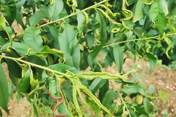 果树卷叶虫怎么防治，幼虫发生期可使用辛硫磷或敌百虫原药