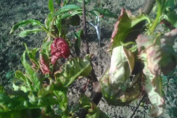 果树卷叶虫怎么防治，幼虫发生期可使用辛硫磷或敌百虫原药