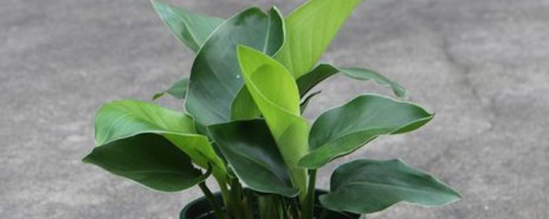 天堂鸟怎么养，生长期要每半个月施一次肥