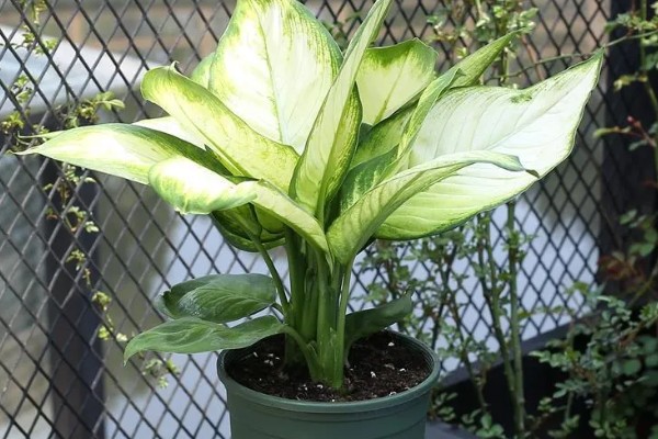 万年青可以驱蟑螂吗，其香味能驱蟑螂