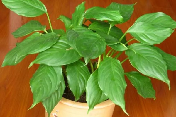 万年青可以驱蟑螂吗，其香味能驱蟑螂