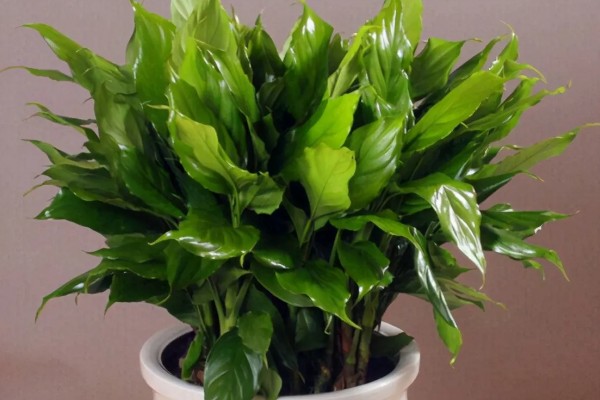 万年青可以驱蟑螂吗，其香味能驱蟑螂