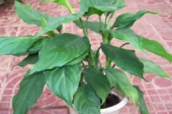 万年青可以驱蟑螂吗，其香味能驱蟑螂