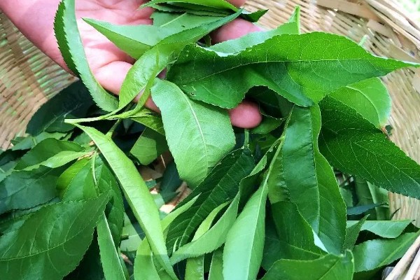 万年青可以驱蟑螂吗，其香味能驱蟑螂