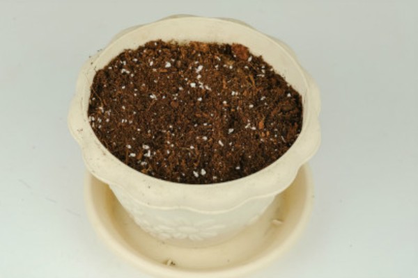 雏菊种子的种植方法,喜欢在温暖的环境中生长