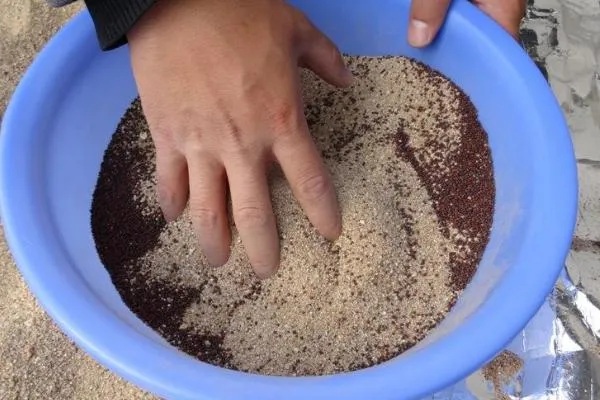 雏菊种子的种植方法,喜欢在温暖的环境中生长