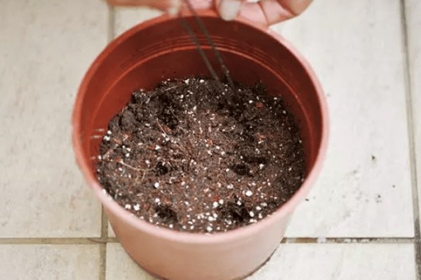 雏菊种子的种植方法,喜欢在温暖的环境中生长