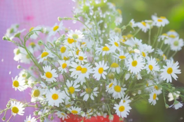 雏菊种子的种植方法,喜欢在温暖的环境中生长